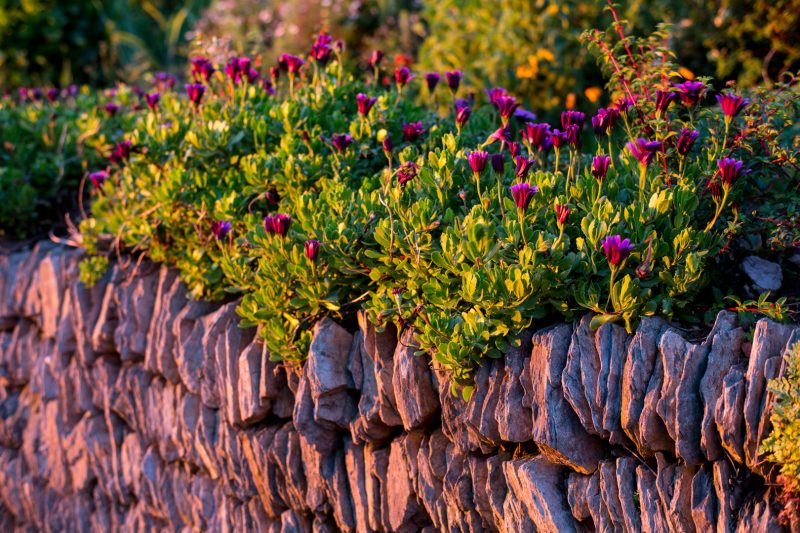 Osteospermum 'Tresco Purple' at Foamlea Gardens, Devon