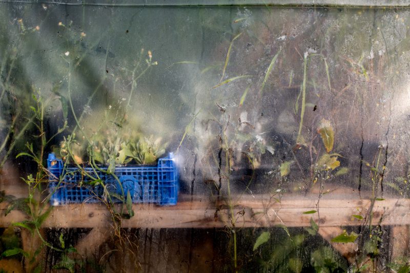 Polytunnel at The Walled Garden at Mells