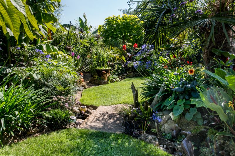 Steve Moody's small garden in Abingdon.