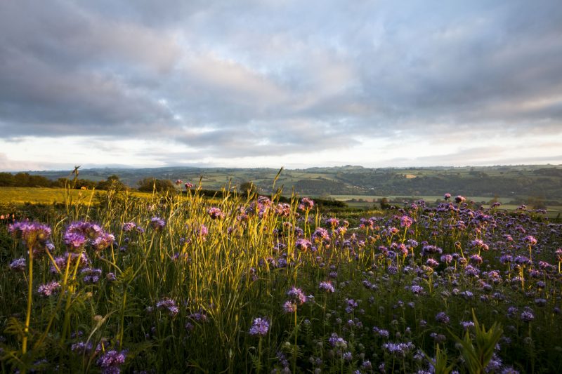 Charlie Ryrie's 'The Real Cut Flower Garden'