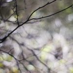 bare tree in spring with soft focus background