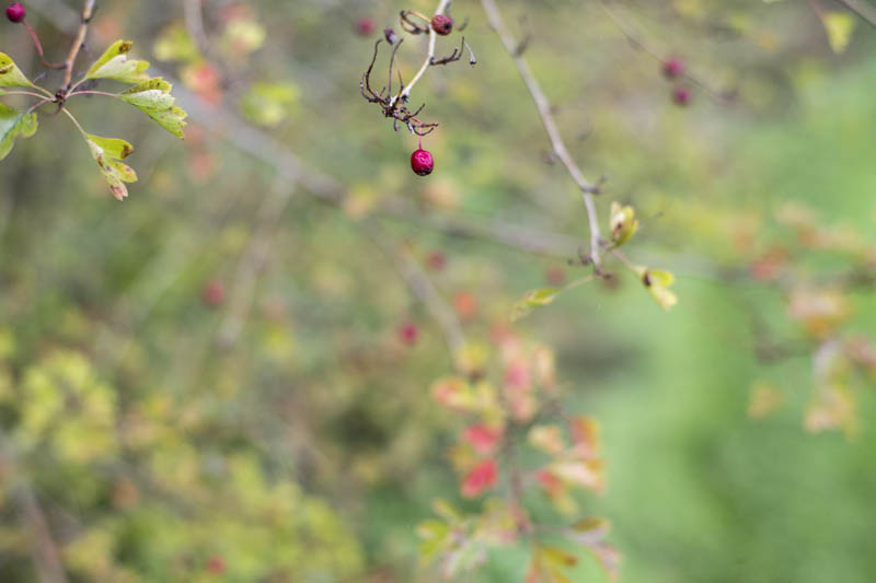 Red berries of the Common hawthorn