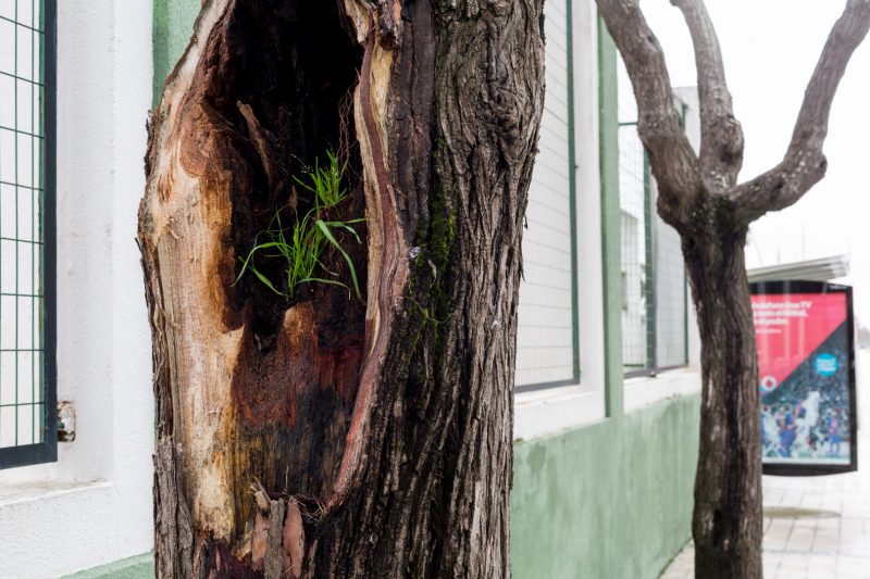 Wildling in old tree, 10.3.18 - El Puerto de Santa Maria, Andalucia
