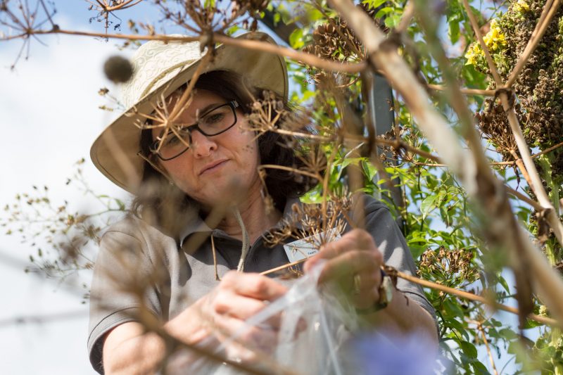 RHS Seed Collection Department