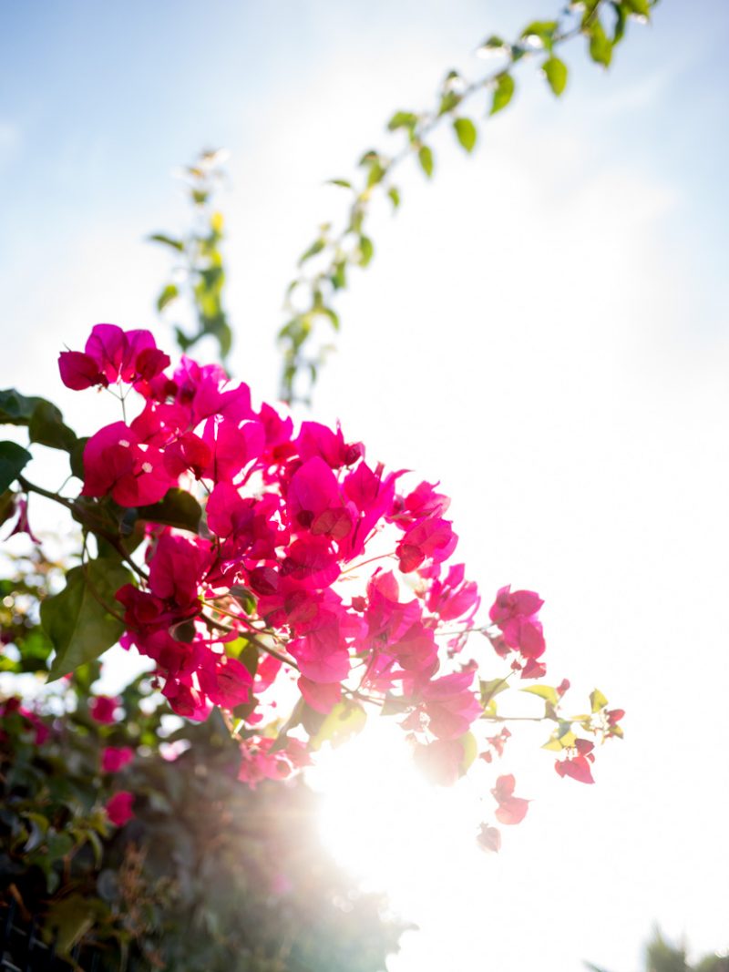 Bougainvillea, Conil, 15.8.15