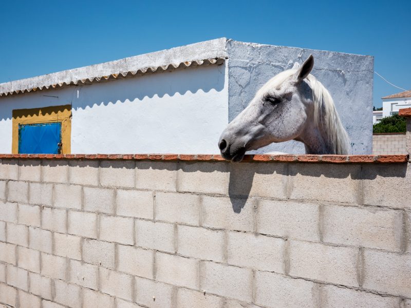 Fuente del Gallo, white horse