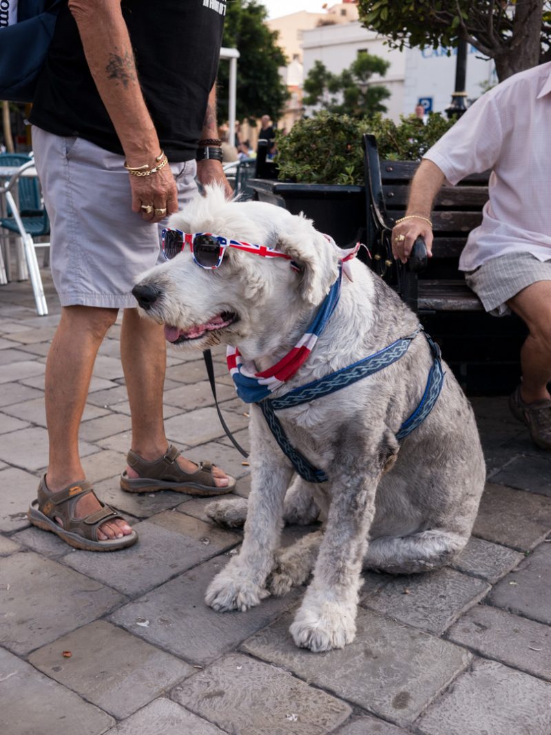 Spain, summer 2013, 'Toby Cool' the dog in Gibraltar. Patriotic mascot