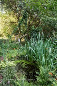 Pam Woodall, wildlife garden, Poole, Dorset