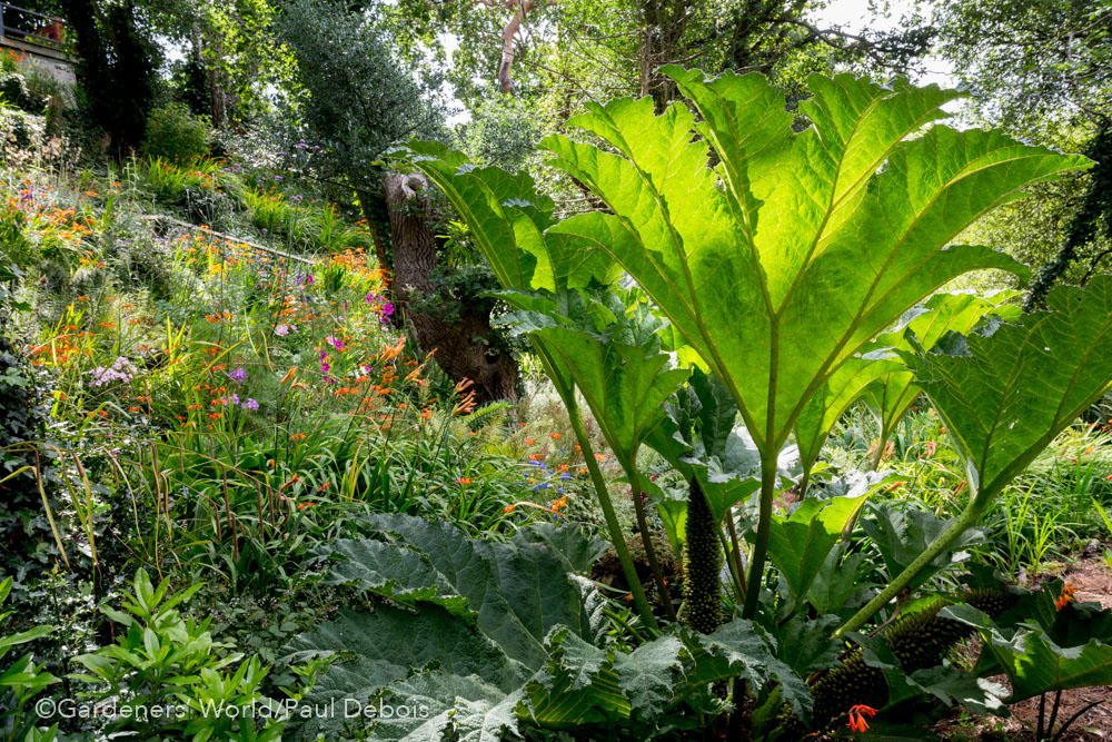 Pam Woodall, wildlife garden, Poole, Dorset