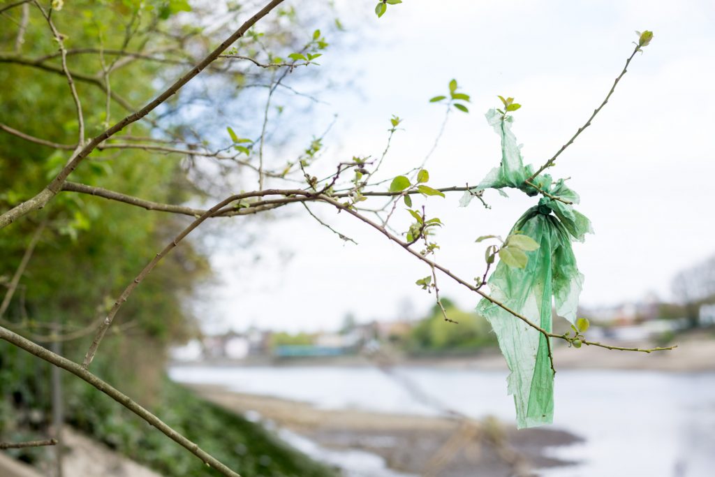 River Thames at low tide, near Kew Rail Bridge. Plastic bag stuck in tree