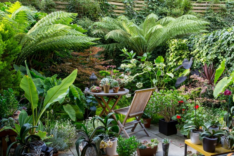 London patio garden, Islington