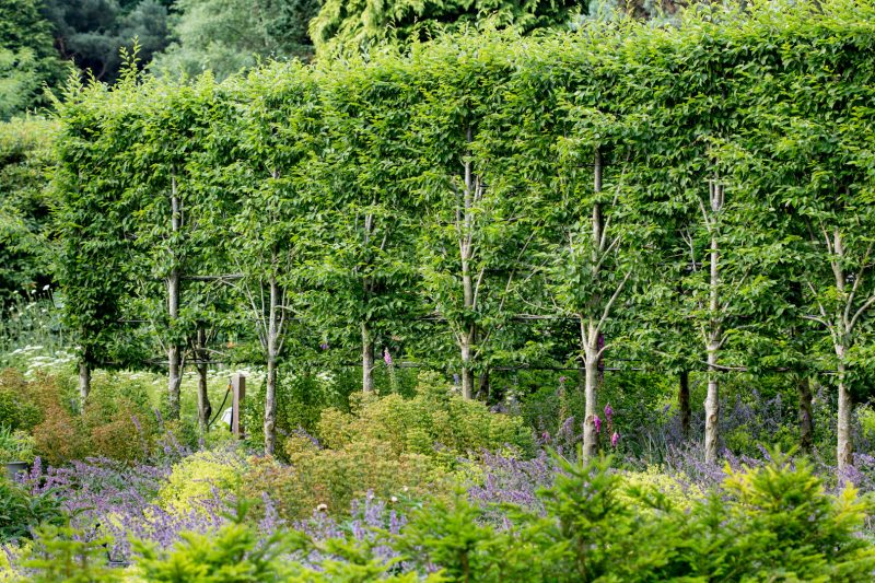 Heatherbrae by Tom Hoblyn