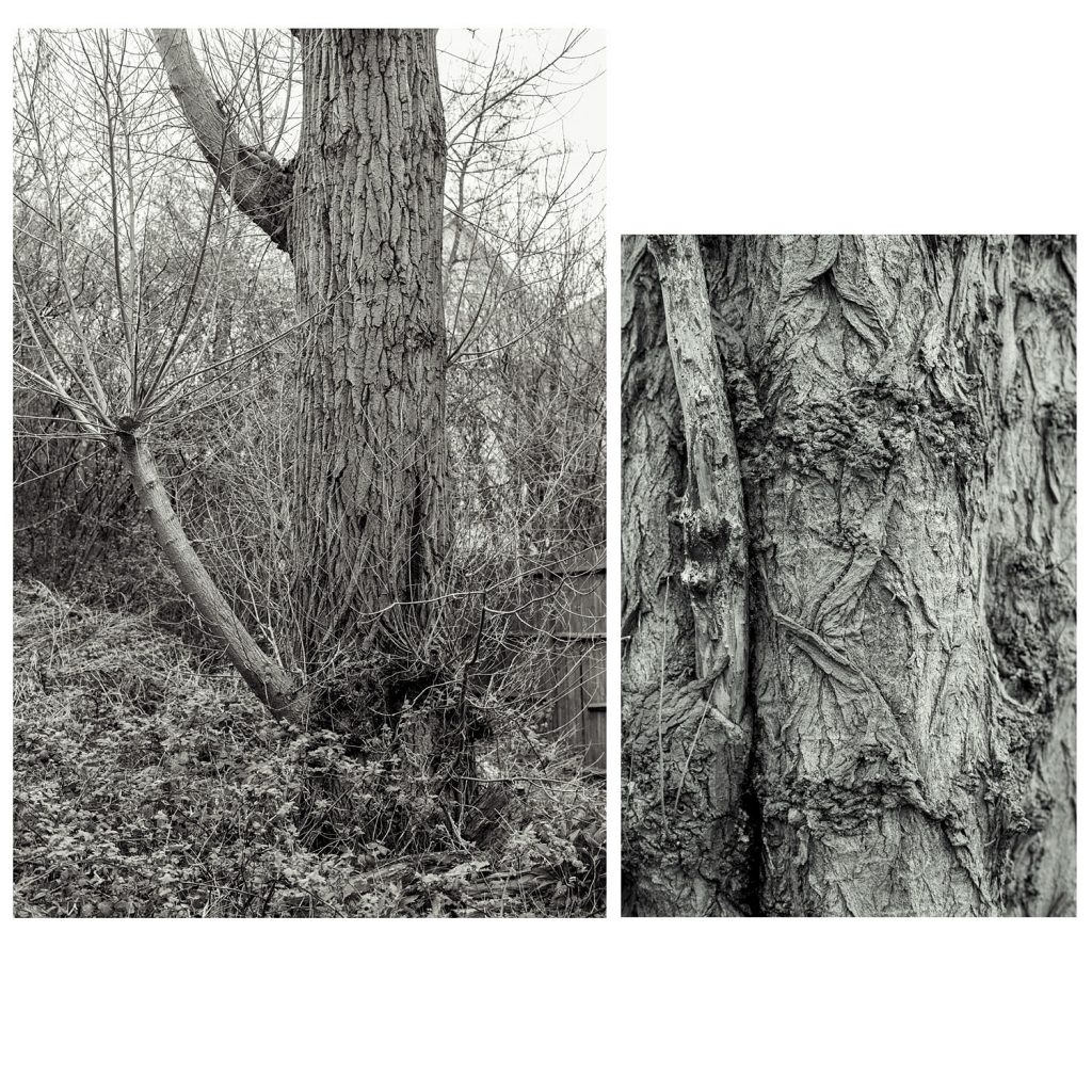 Wildling tree, Mortlake