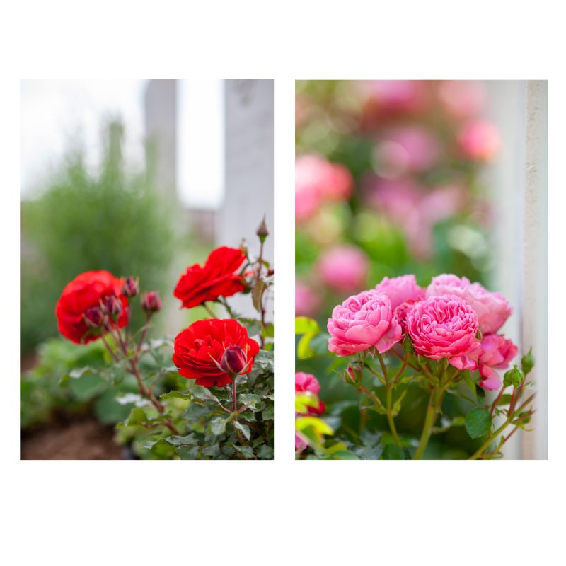 Rosa ‘Remembrance’ at Fromelles and pink roses at Rue Petillon.