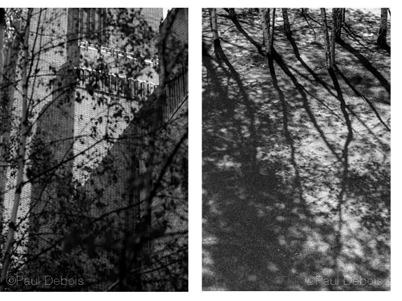 Silver Birch Trees, Tate Modern