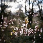 Prunus cerasifera, Gunnersbury Park