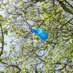 blue plastic bag stuck in horse chestnut tree, Ealing Common