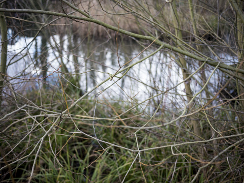 Baron's Pond, Ealing