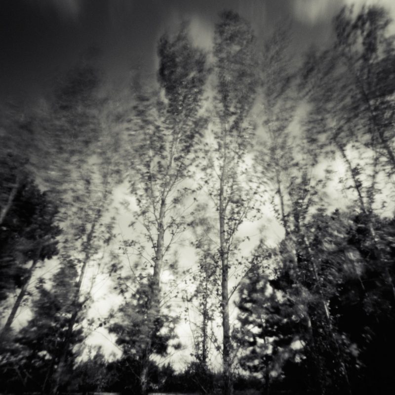 Pinhole Impressions 1 - Poplar