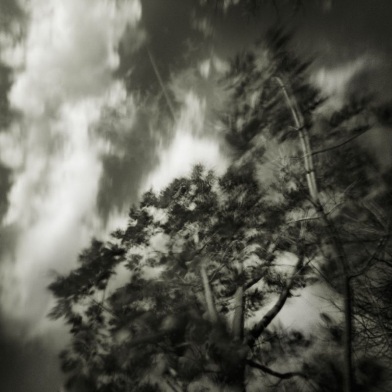 Pinhole Impressions 15 - Fraxinus Americana Rosehill
