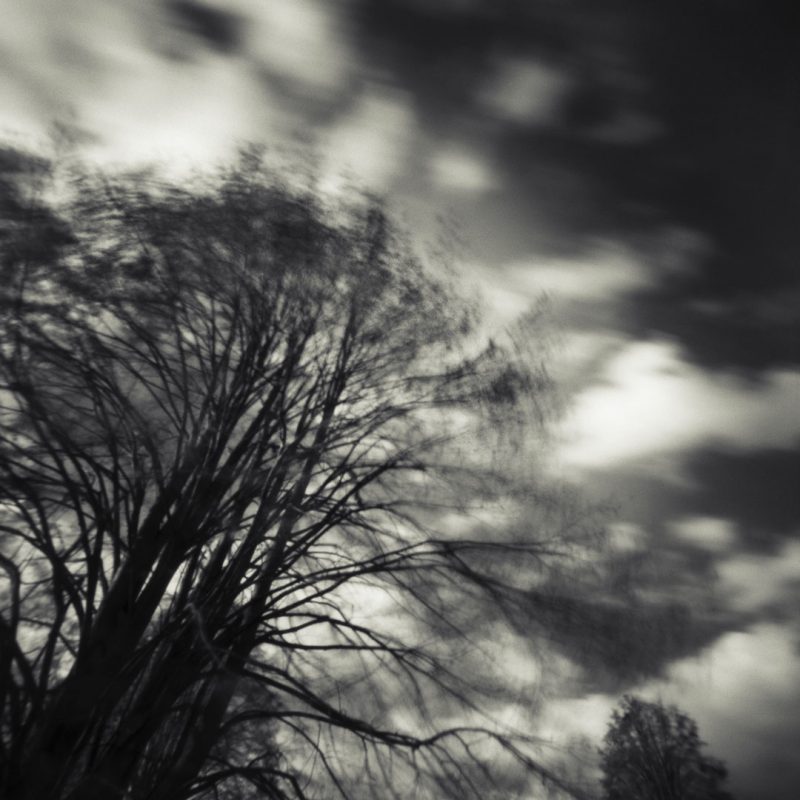 Pinhole Impressions 2 - Lime tree or Tilia Tomentosa