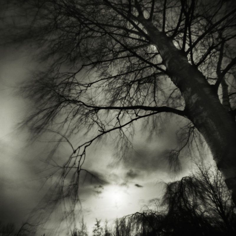 Pinhole Impressions 11 - Betula Pendula Laciniata