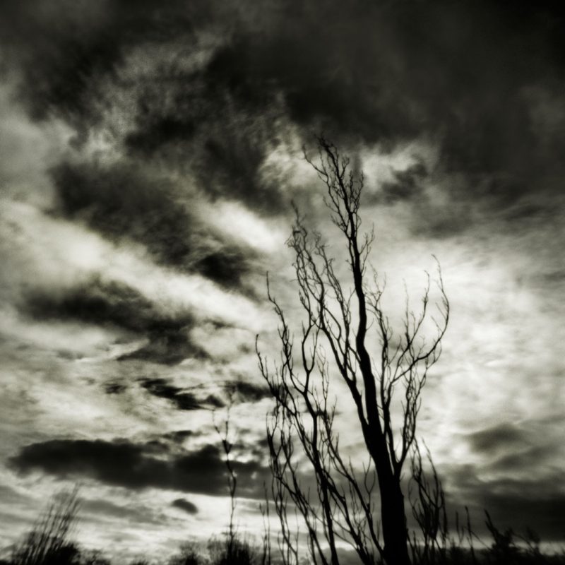 Pinhole Impressions 13 - Fagus Sylvatica 'Rohan Obelisk'