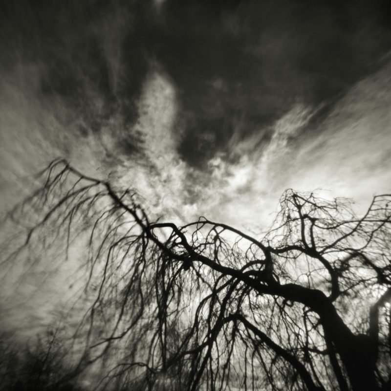 Pinhole Impressions 6 - Fagus Sylvatica Pendula or Weeping Beech