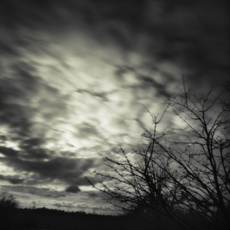 Pinhole Impressions 4 - Acer Henryi