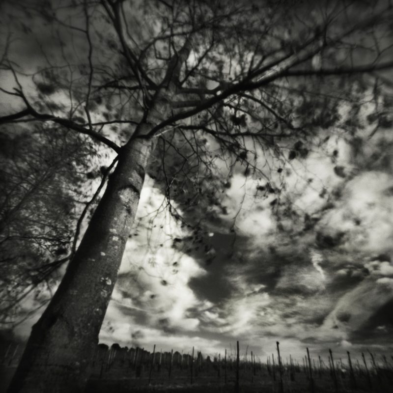 Pinhole Impressions 5 - Poplar