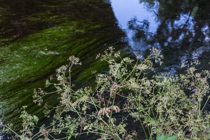 River Brent near Brent Cross, 13.6.14