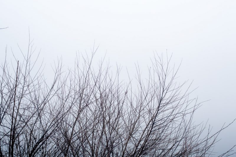 Near Chiswick Bridge, 25.1.17