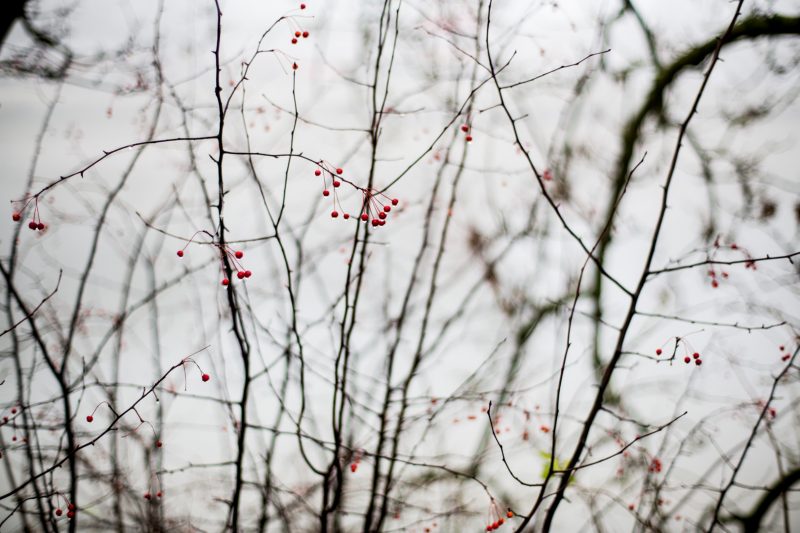 River Thames Tow Path near Kew Bridge, 30.12.16