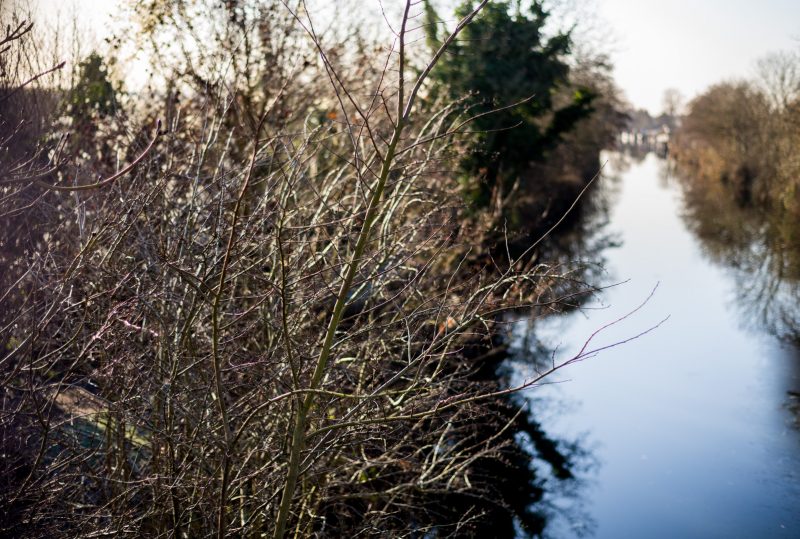 Tow Path, near Walton-on-Thames, 5.1.17