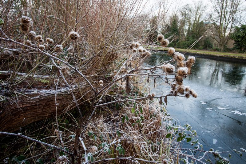 Frozen teasels next to The Brent near Brentford