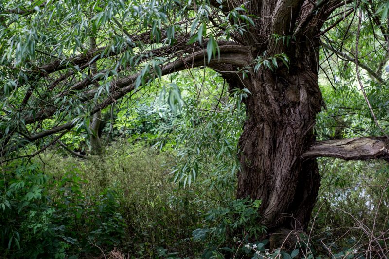 River Brent near Gurnell Leisure Centre, Greenford